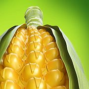 Corn helmet